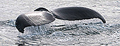Photos de baleines à bosse - Stellwagen Bank - Massachusset