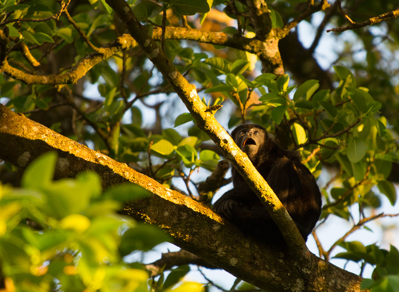 Mantled howler monkey - Singe hurleur - Mono Congo