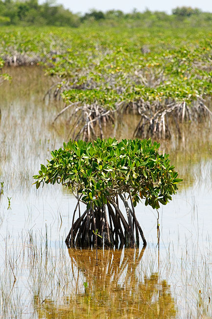 Parc national des Everglades - Everglades national park 