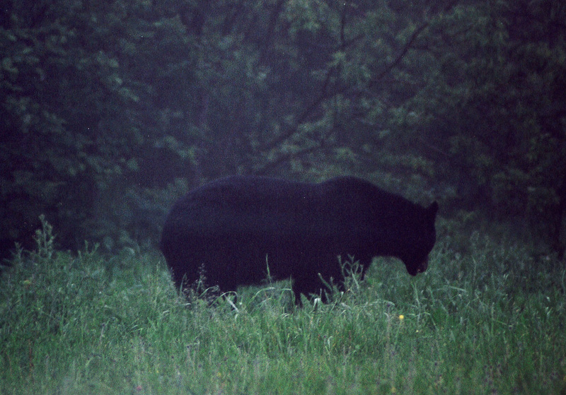 Ours dans la Brume au parc Forillon