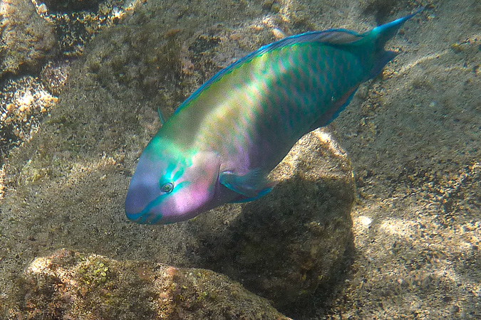 Ahihi-Kinau - Palenose Parrot Fish Uhu