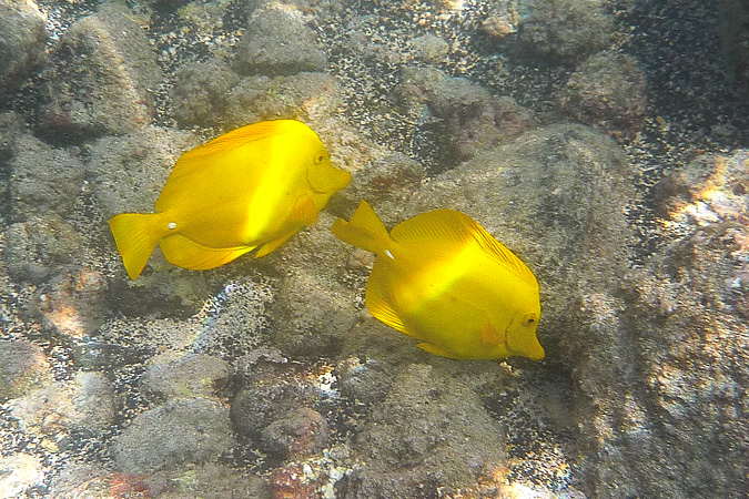 Yellow Tang Surgeon Fish - Laui pala