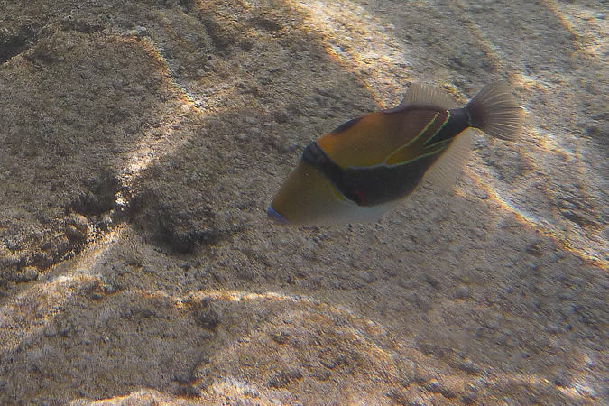 Humuhumu  Nukunuku  Apuaa  -  Reef  Triggerfish