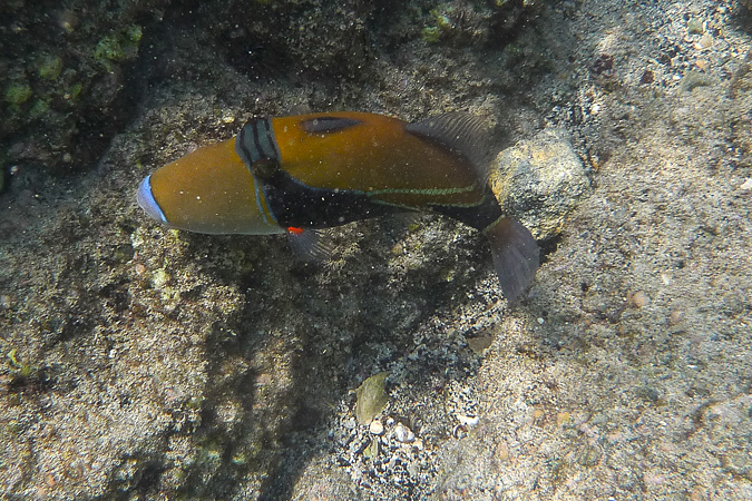 Humuhumu  Nukunuku  Apuaa  -  Reef  Triggerfish