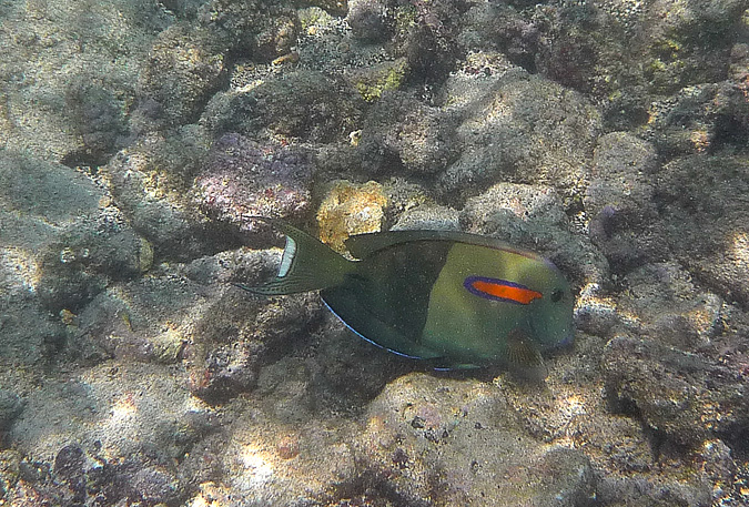 Na'Ena'e Orangeband Surgeonfish