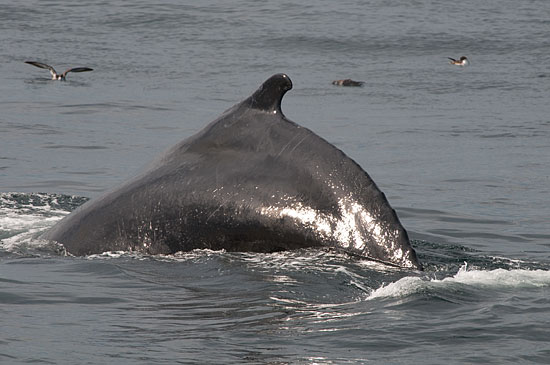 Photos de baleines à bosse par Julien Lebreton