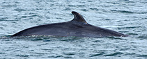 Baleines - Tadoussac