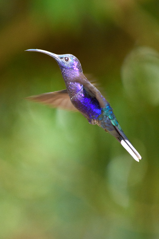 Campyloptère violet mâle