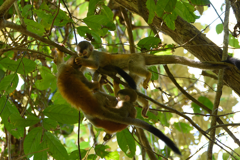 Squirrel Monkey - Singe écureuil