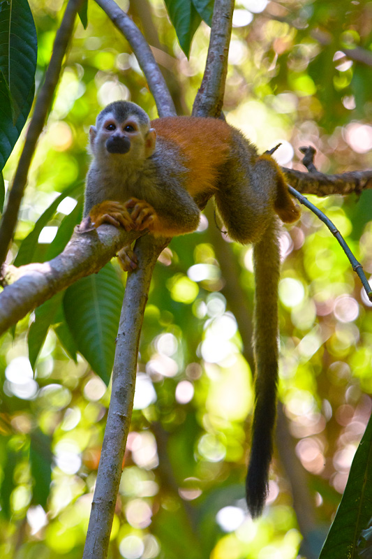 Squirrel Monkey - Singe écureuil