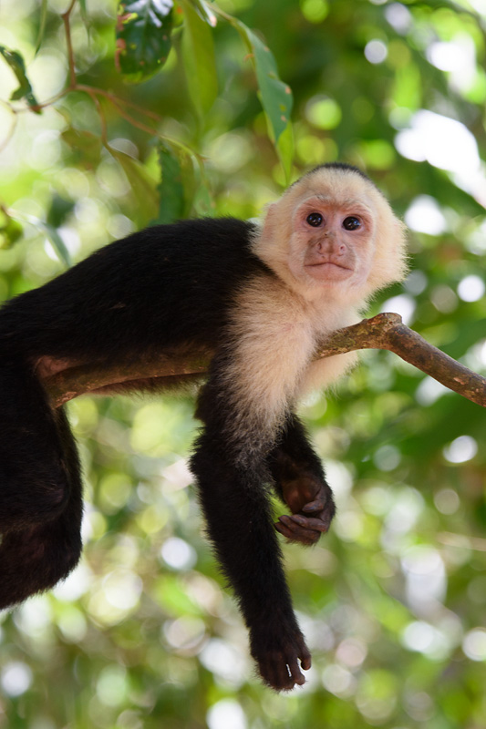 White Throated Capuchin - Capucin à tête blanche