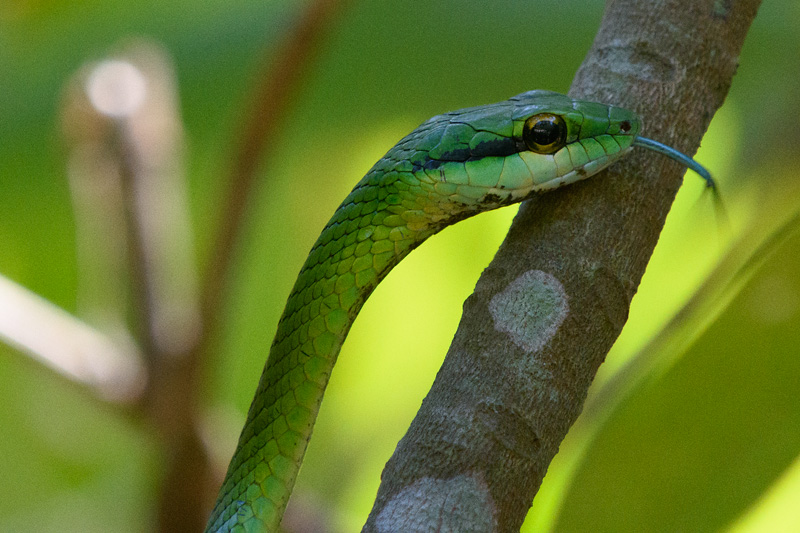 Greene Vine Snake - Bejuquilla Verde