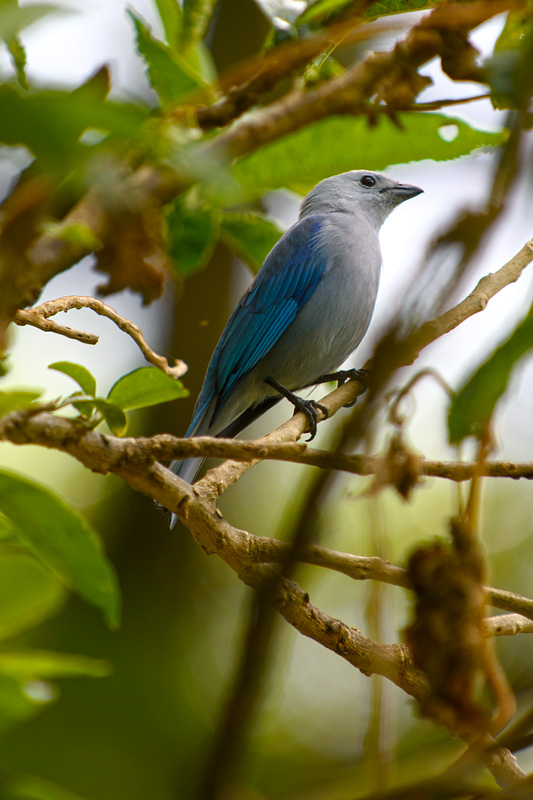 Blue-gray Tanager - Tangara Azuleja