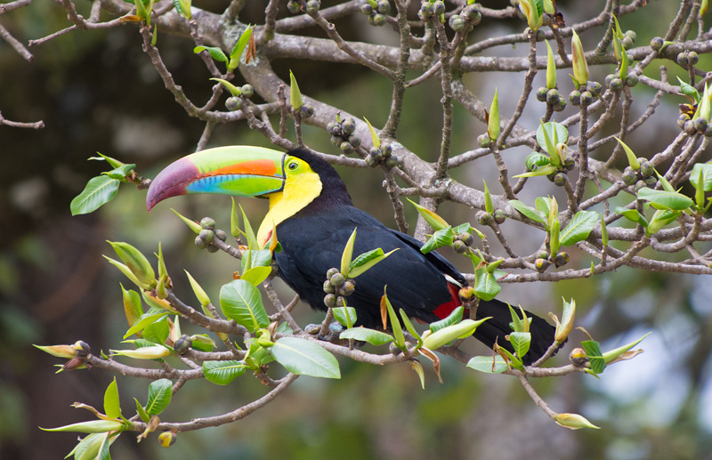 Keel-Billed Toucan - Tucan Pico iris