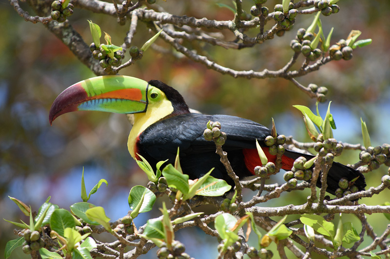 Keel-Billed Toucan - Tucan Pico iris