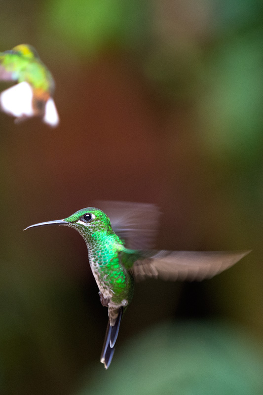 Colibri -  Hummingbird
