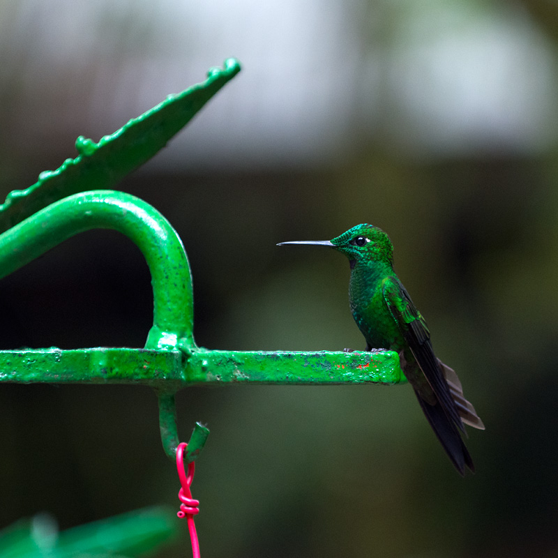 Colibri -  Hummingbird