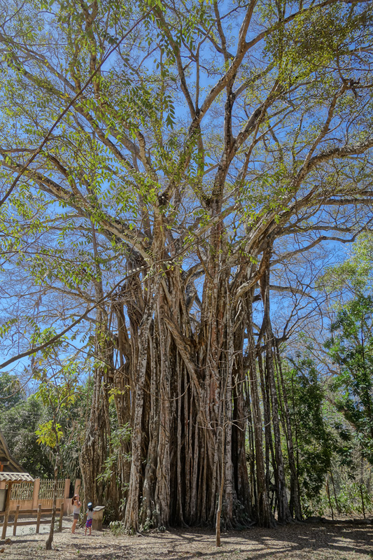El Higueron -  Ficus Cotinifolia