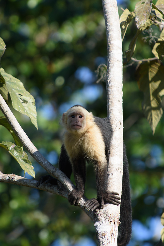 White Throated Capuchin - Singe capucin