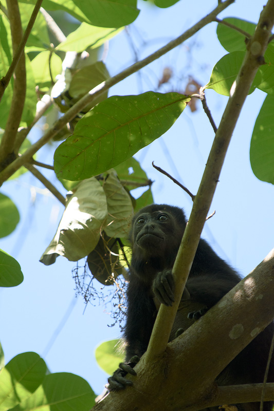 Mantle Howler monkey - Mono Congo - Singe Hurleur