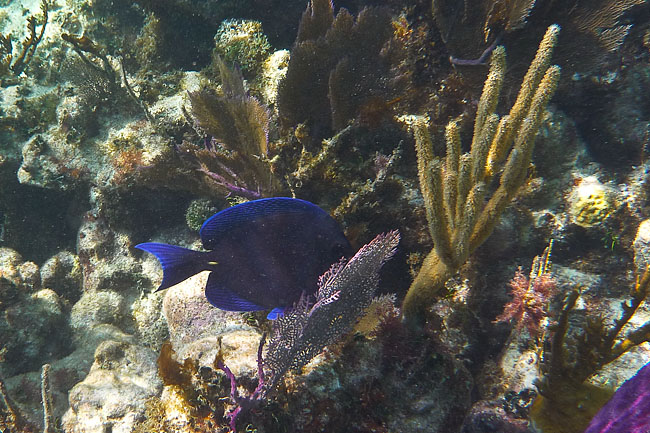 Barrière de corail des Keys
