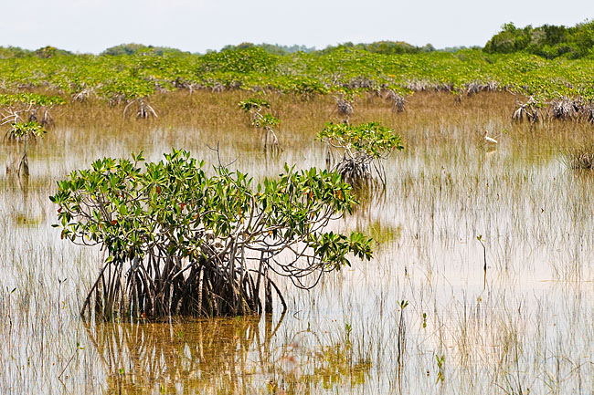 Parc national des Everglades - Everglades national park 