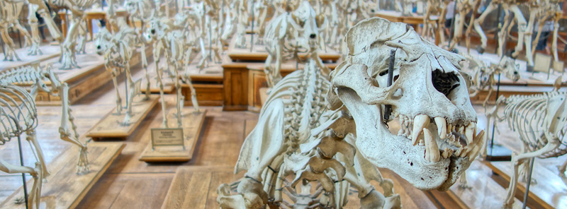 Galeries d'anatomie comparée et de paléontologie