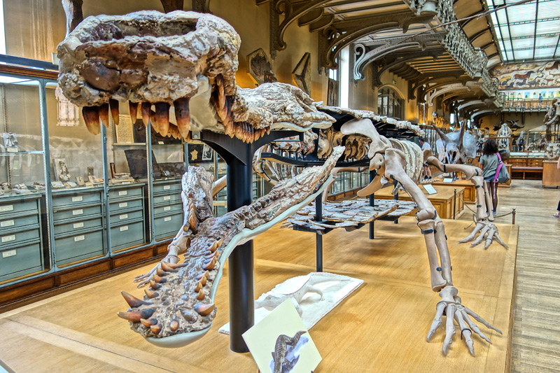 Galeries d'anatomie comparée et de paléontologie