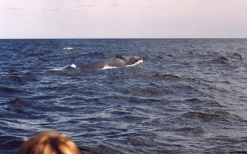 Baleine Noire- Région de Percé