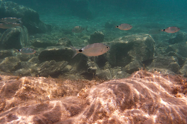 Plage de Kolymbithrès - Région de Naoussa, Paros - Snorkeling