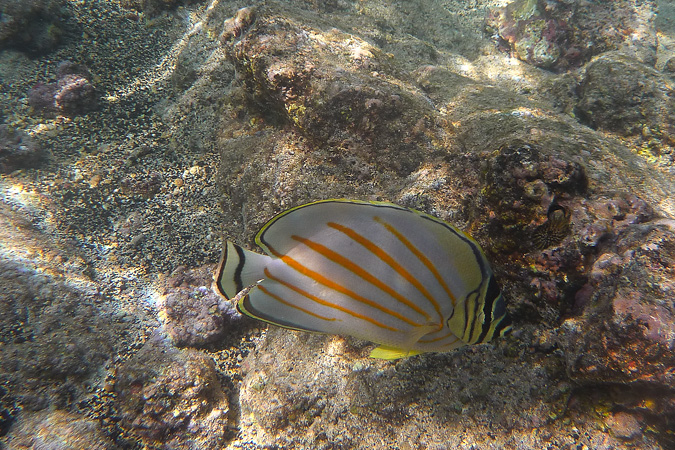 Kikakapu Ornate - Butterflyfish