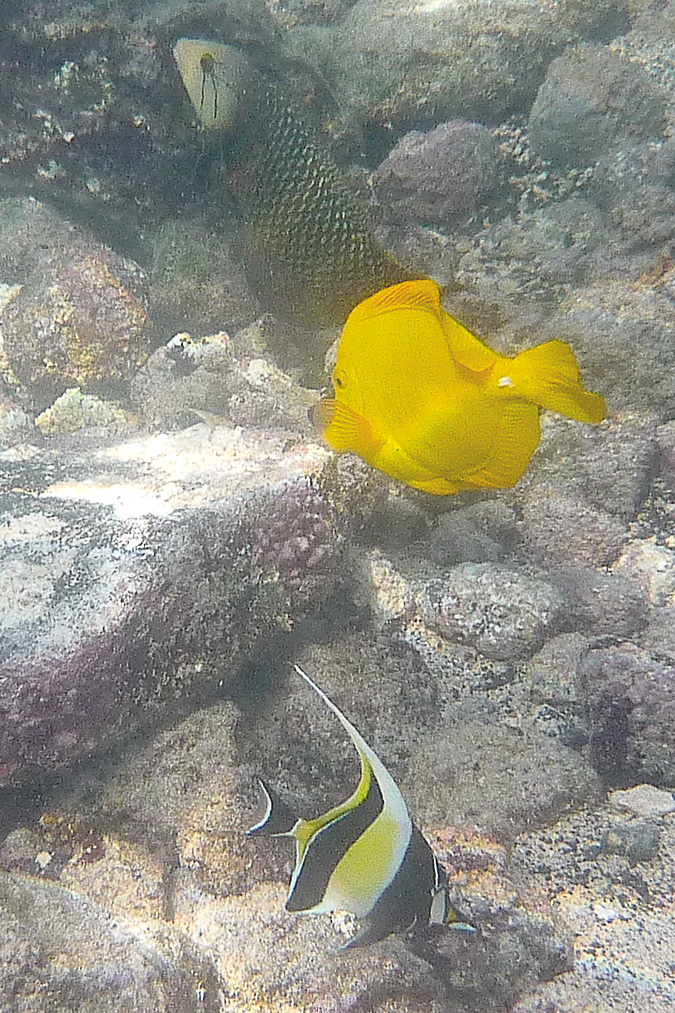 Yellow Tang Surgeon Fish - Laui pala et Kihikihi Moorish Idol