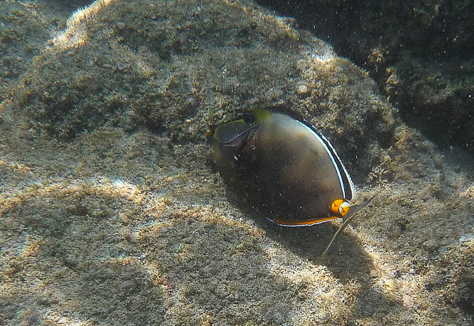 Umaumalei Ornate Unicornfish
