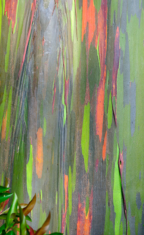 Painted Bark Eucalyptus Trees