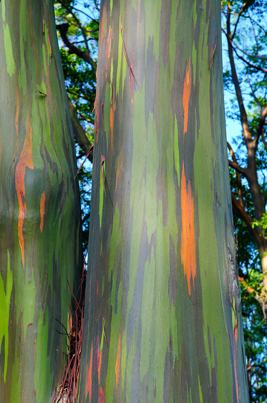 Painted Bark Eucalyptus Trees
