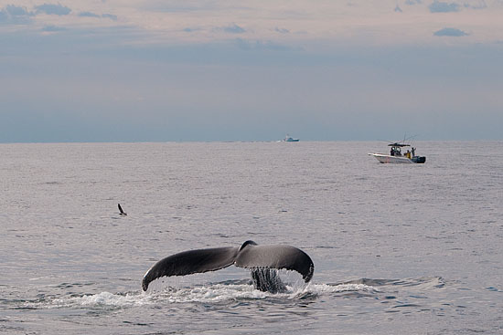 Baleine à bosse - Humpback Whale