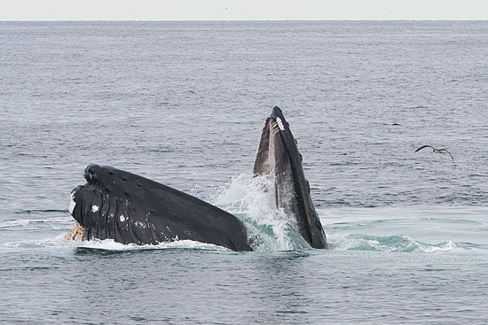 Baleine à bosse - Humpback Whale