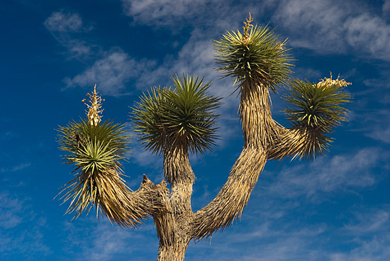 Joshua tree