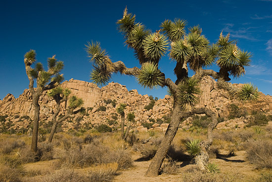 Joshua tree