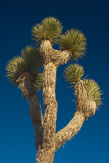 Joshua tree