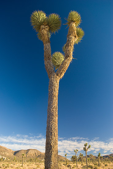 Joshua tree