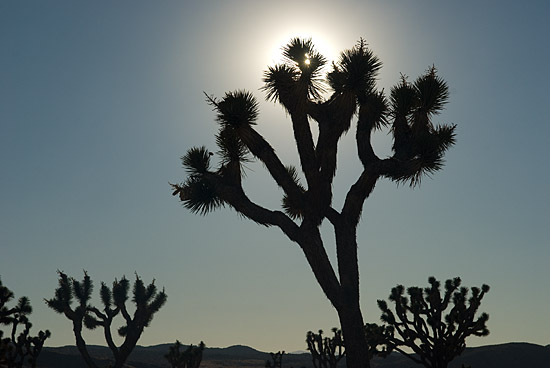 Joshua tree