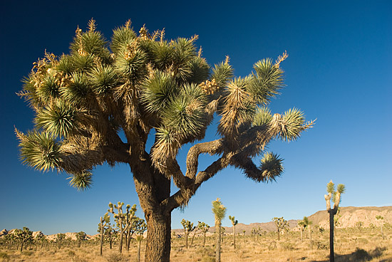 Joshua tree