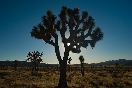 Joshua tree