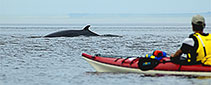Kayak de mer sur la côte nord : Photos de Julien Lebreton