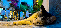 Les chats, Turquie en photos - par Julien Lebreton